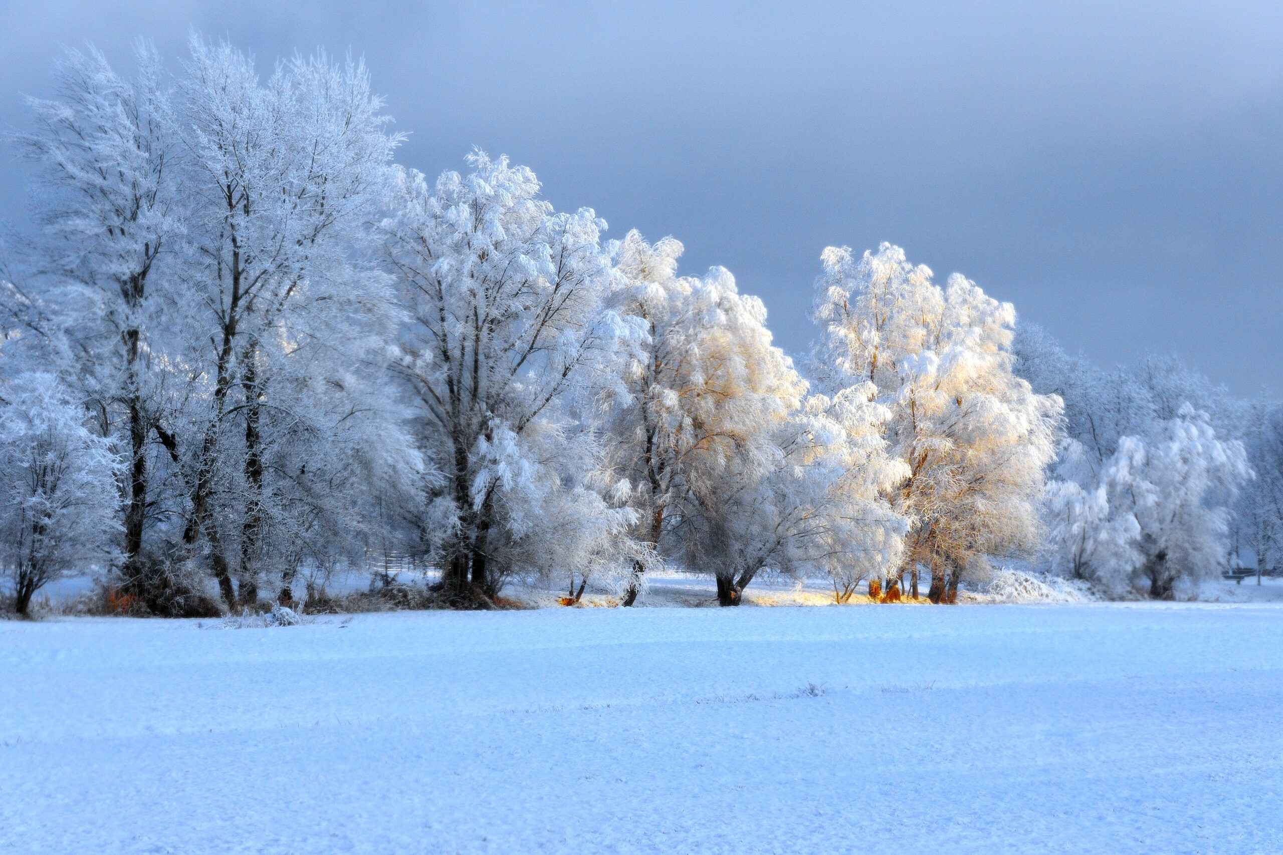 Lauteracher Ried im Winter