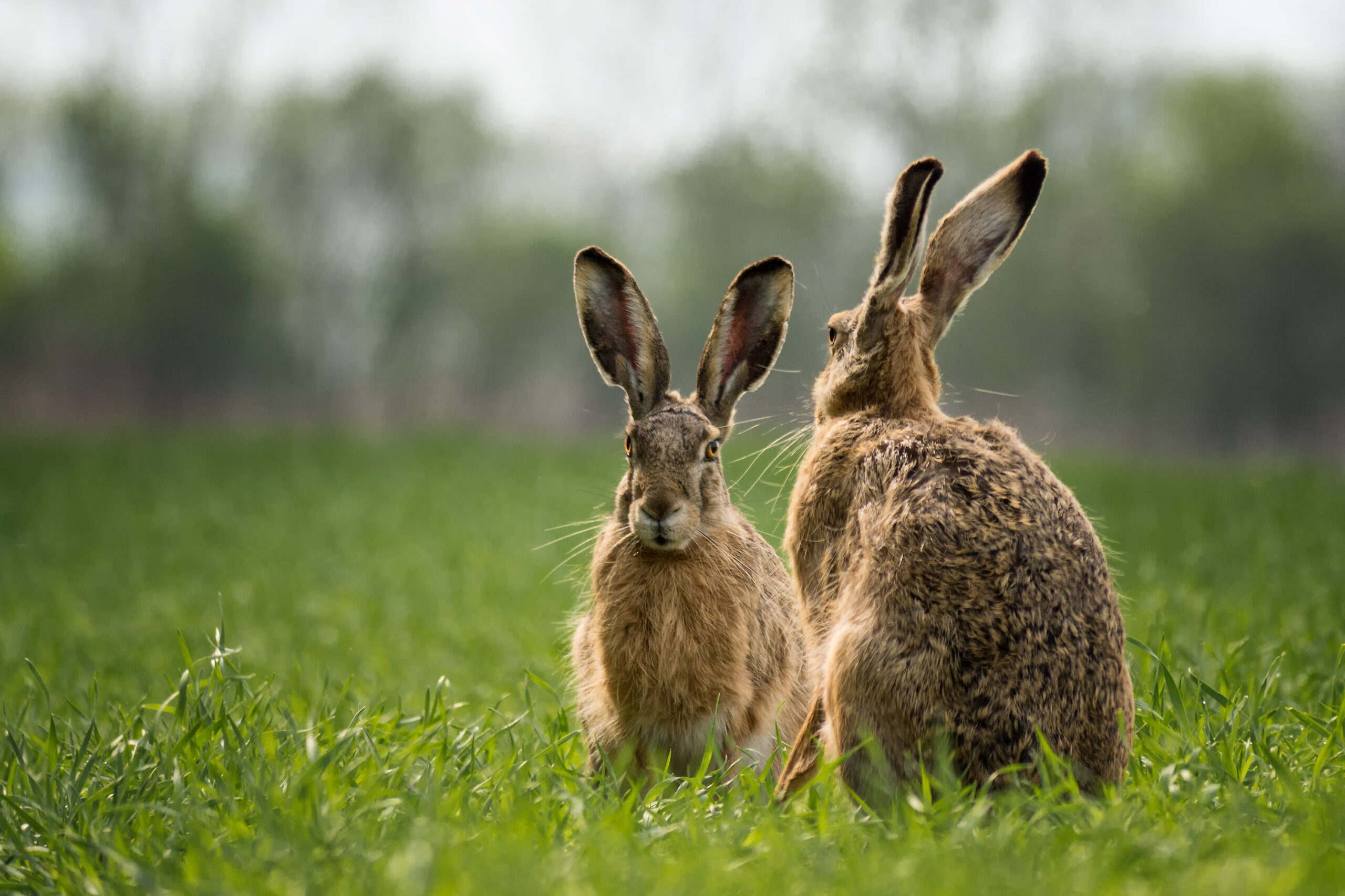 Feldhasen im Lauteracher Ried