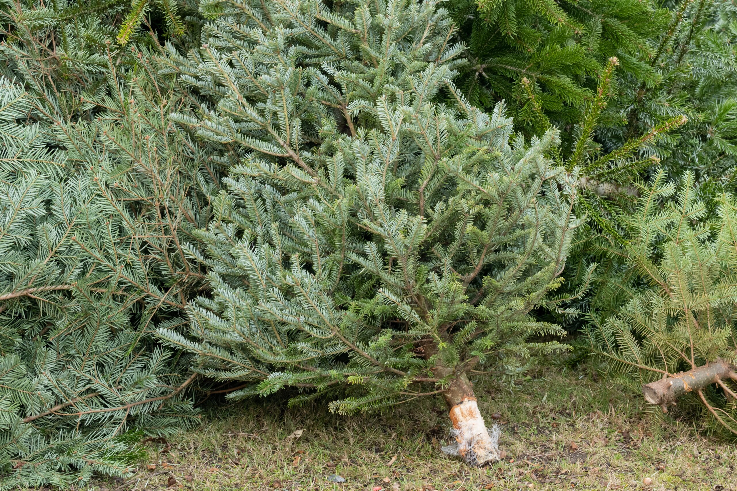 Das Bild zeigt einen Haufen mit Christbäumen.