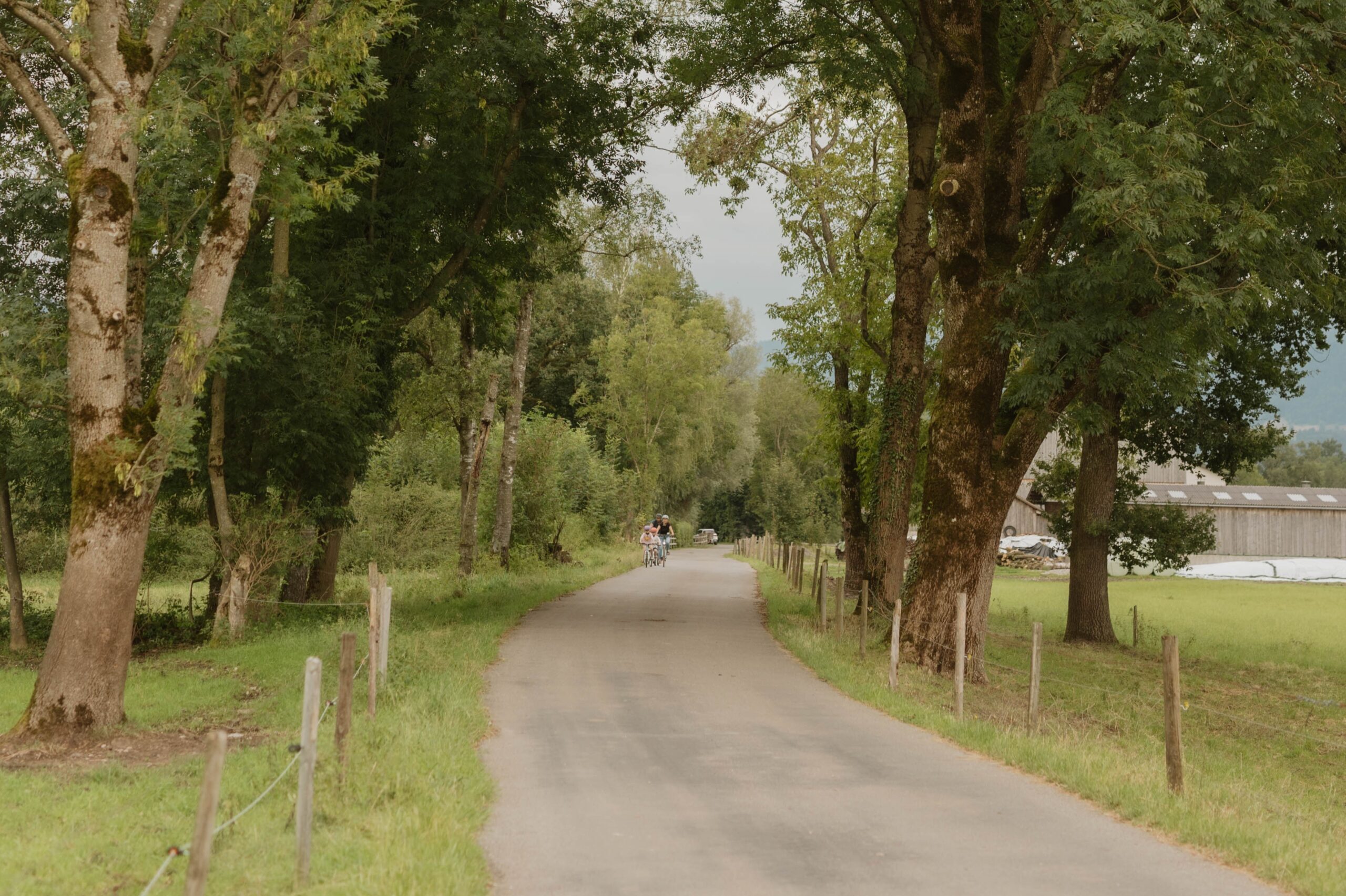 Das Bild zeigt eine Straße, Wiesen und Bäume im Lauteracher Ried.