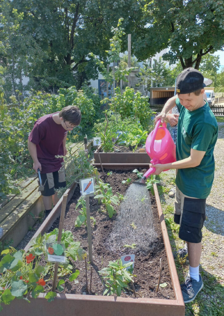 Das Bild zeigt zwei junge Männer, die an einem Hochbeet im Essbaren Lauterach stehen und die Pflanzen betrachten und gießen.